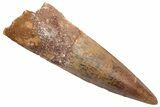 Real Fossil Spinosaurus Tooth - Beautiful Preservation #230584-1